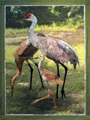 Sand Cranes